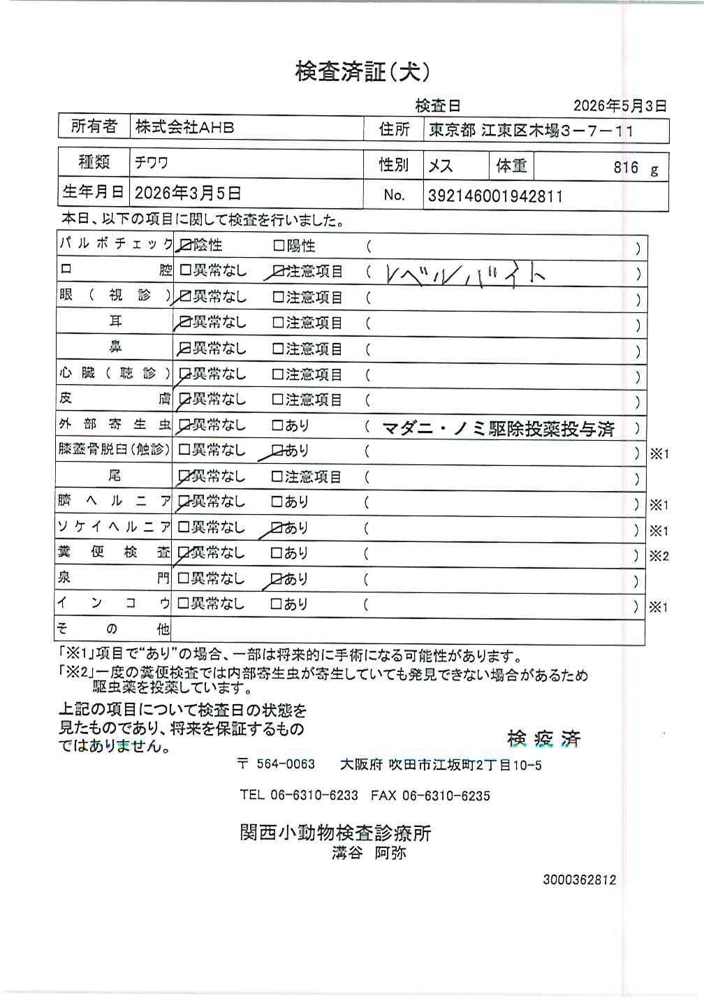 チワワ