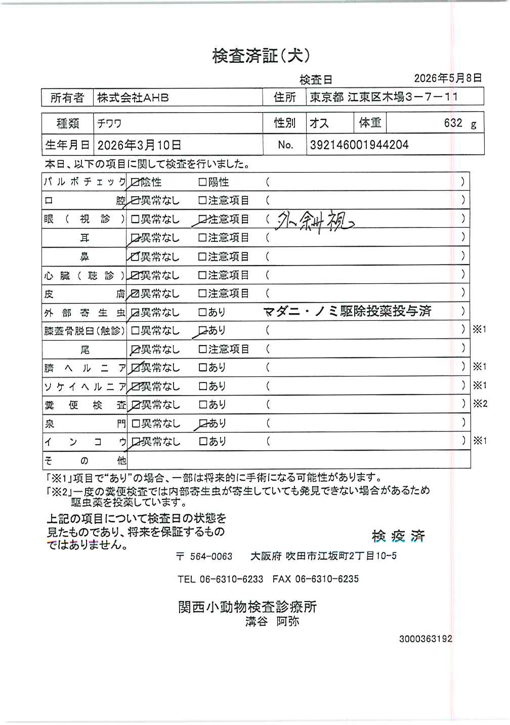 チワワ