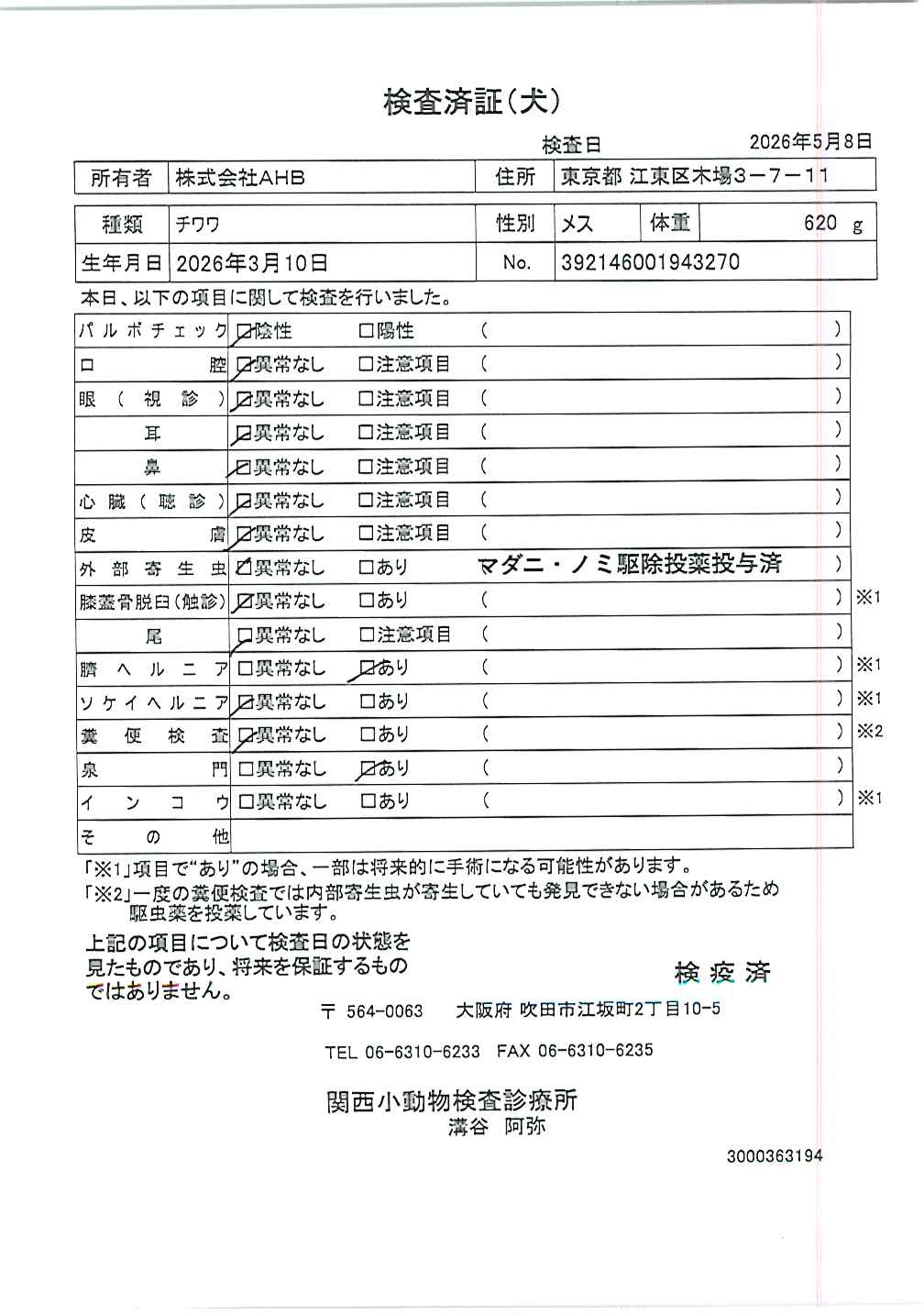チワワ