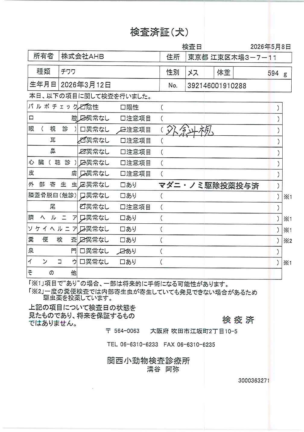 チワワ