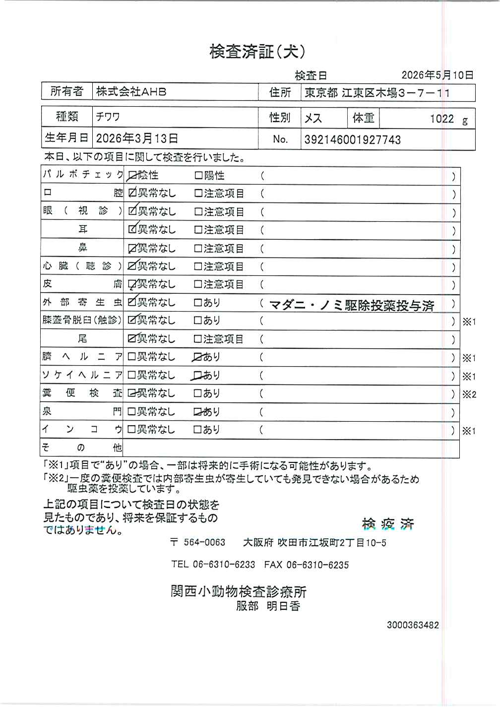 チワワ