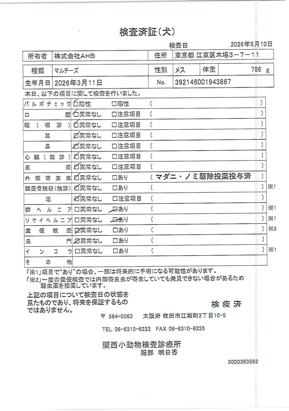 マルチーズ