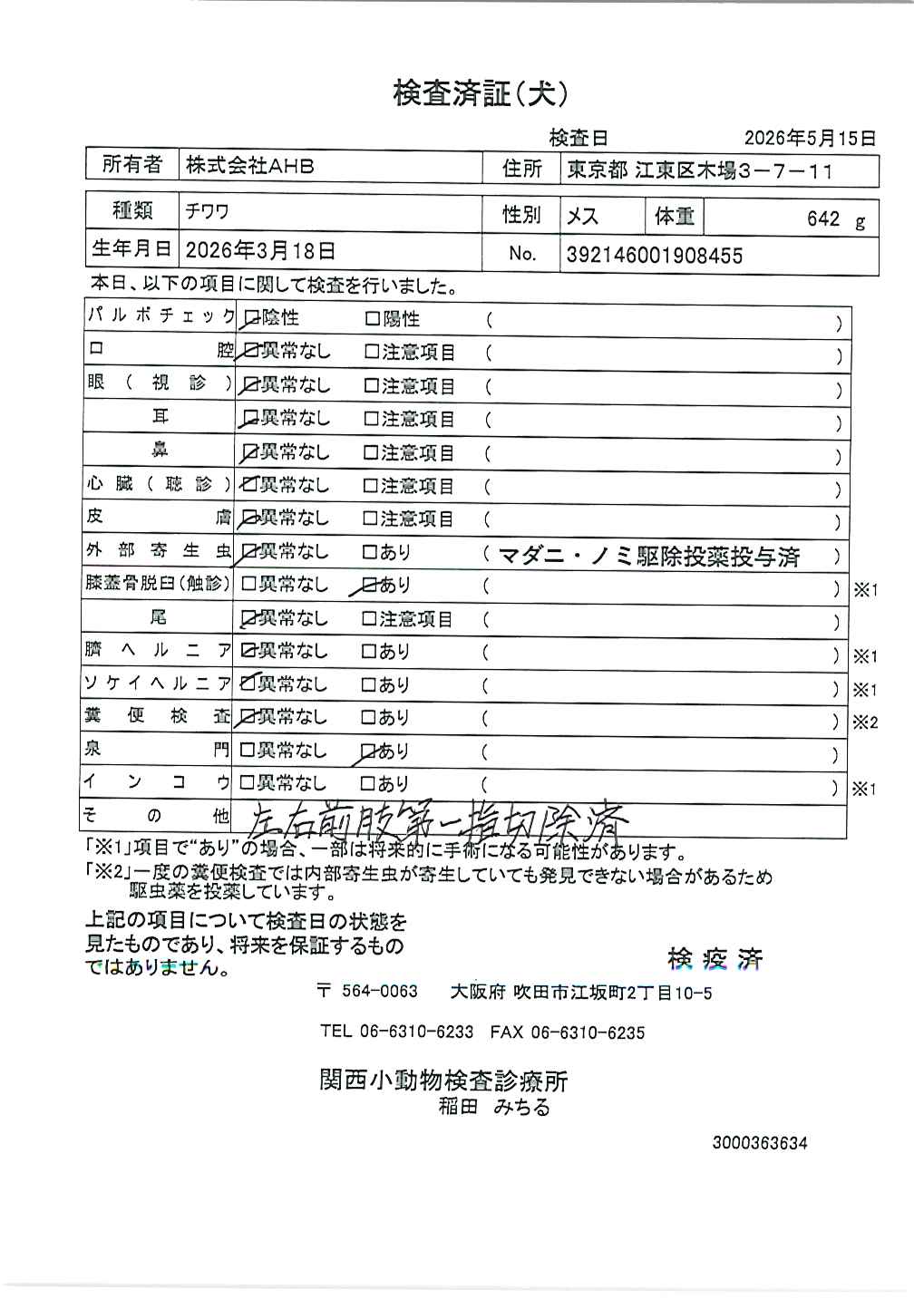 チワワ