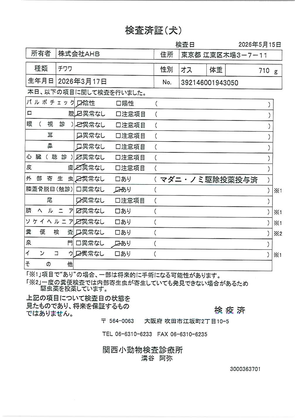 チワワ