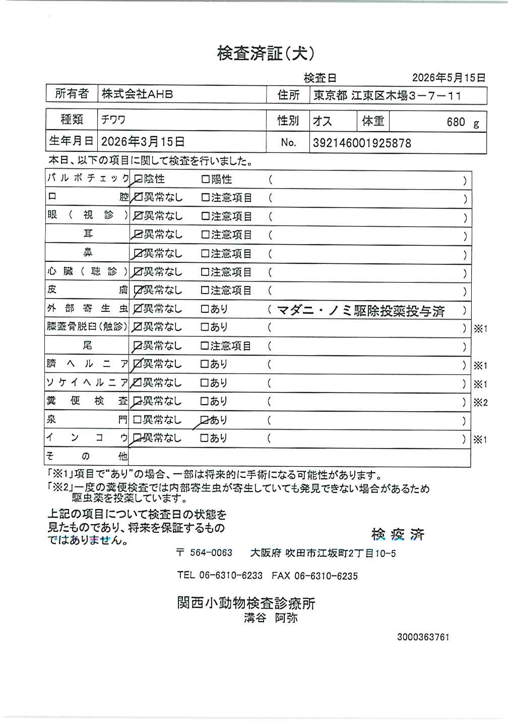 チワワ