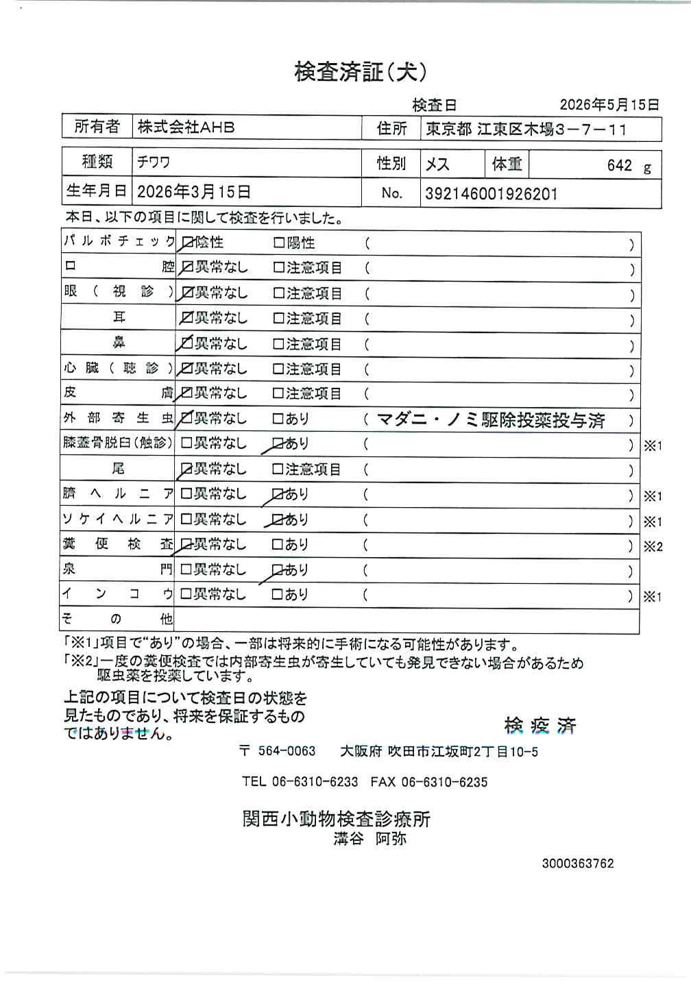 チワワ