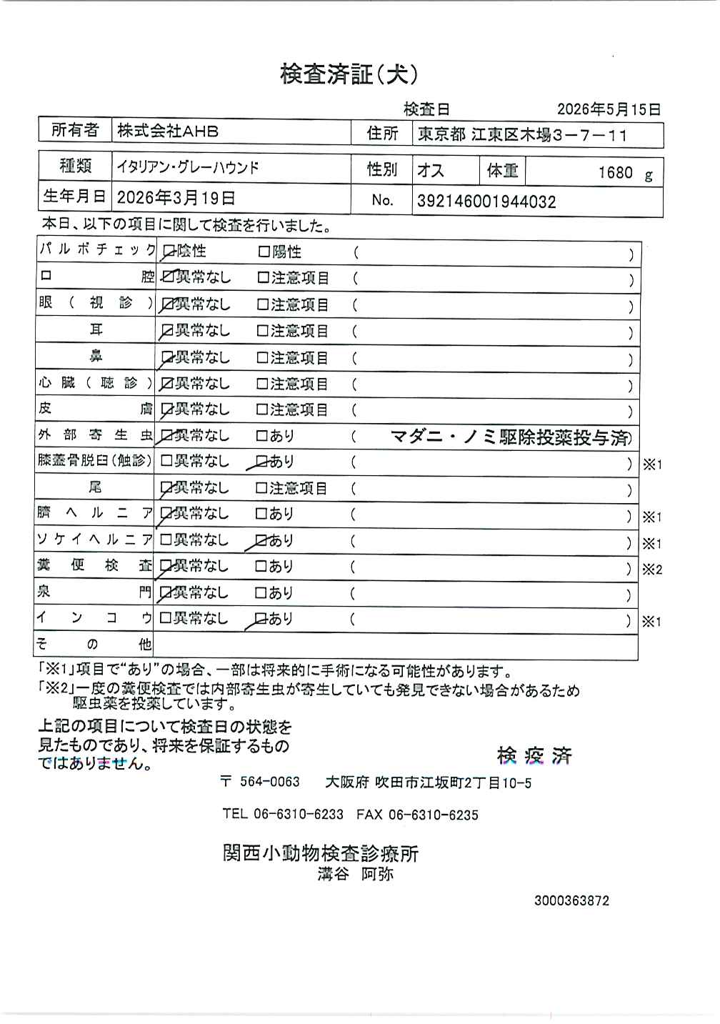 マルチーズ