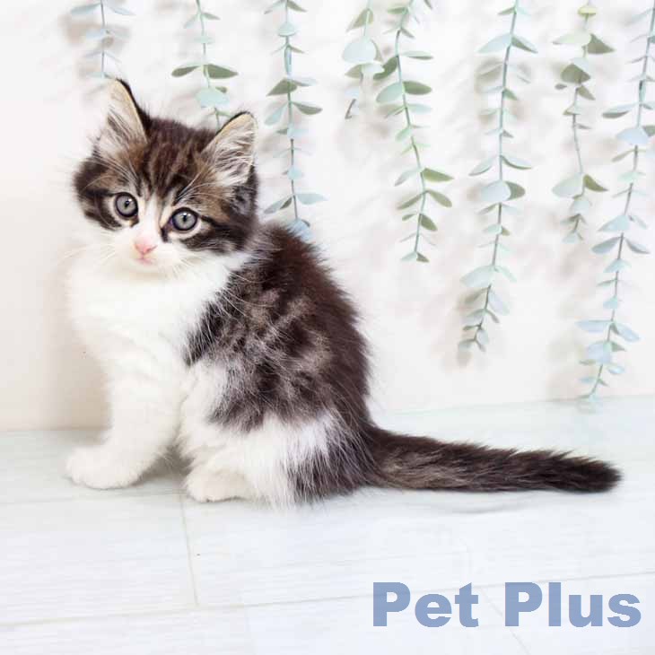 ノルウェージャンフォレストキャットの写真2