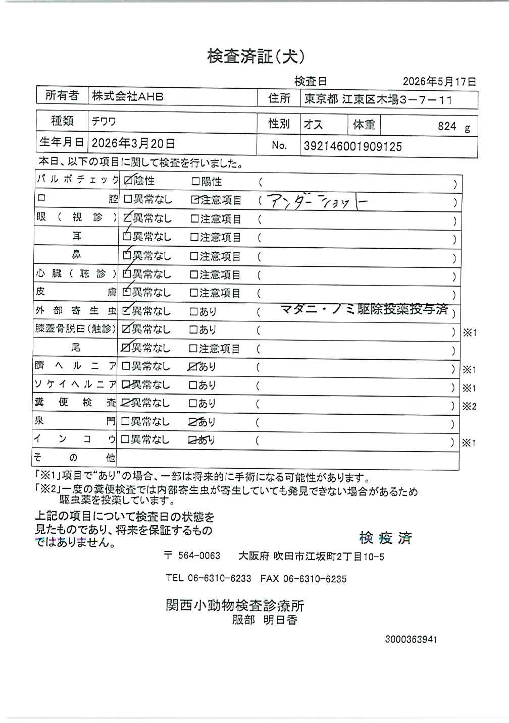 チワワ