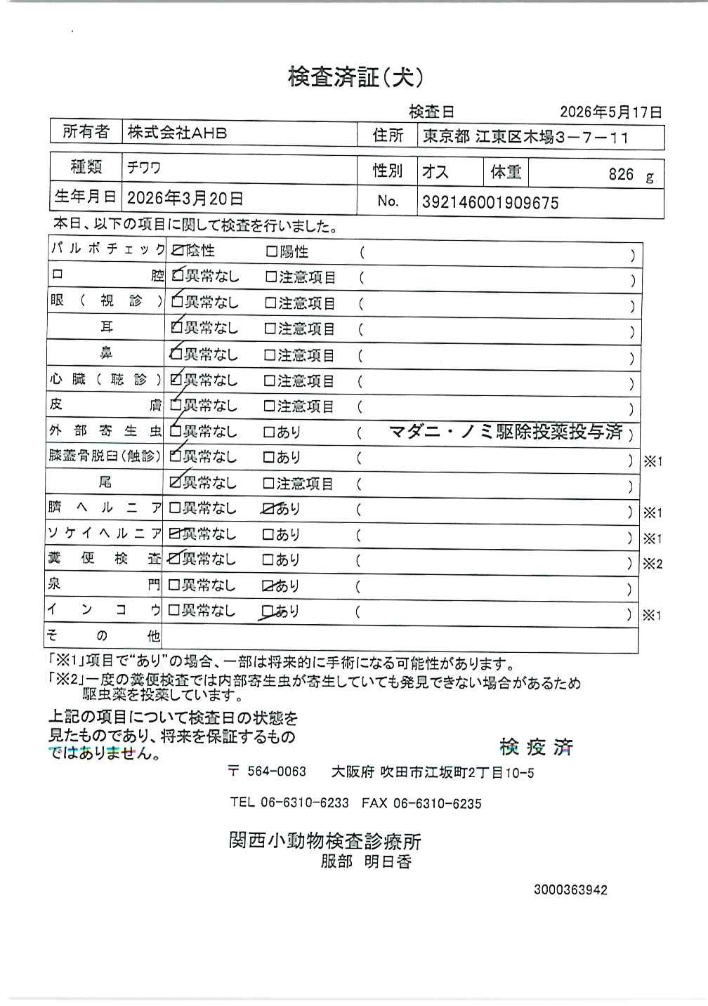 チワワ