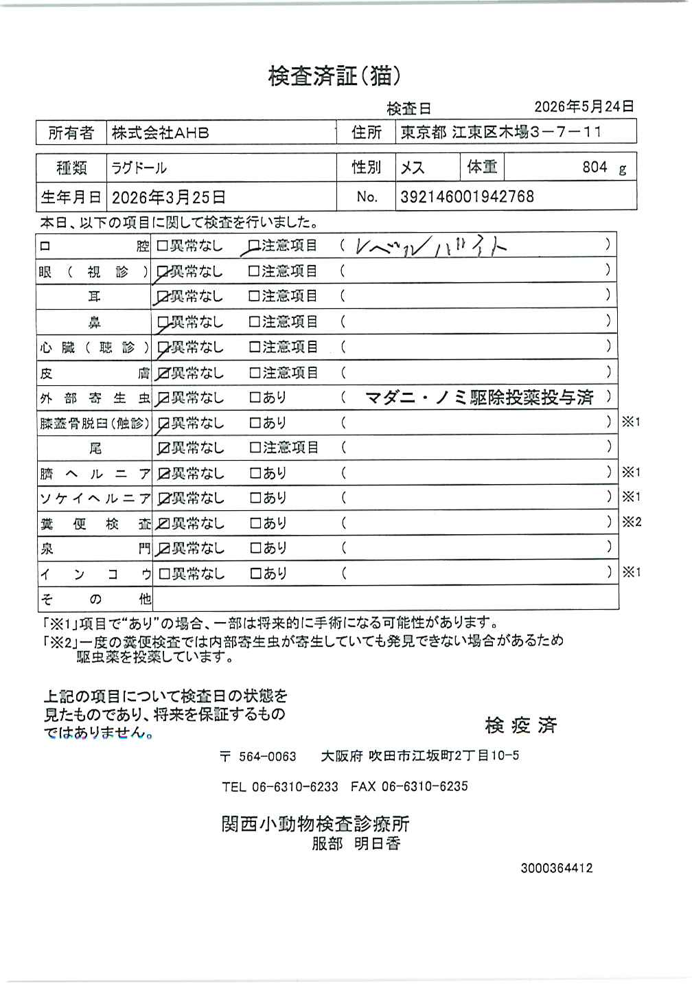 ラグドール