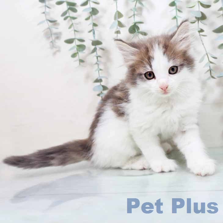 ノルウェージャンフォレストキャットの写真2