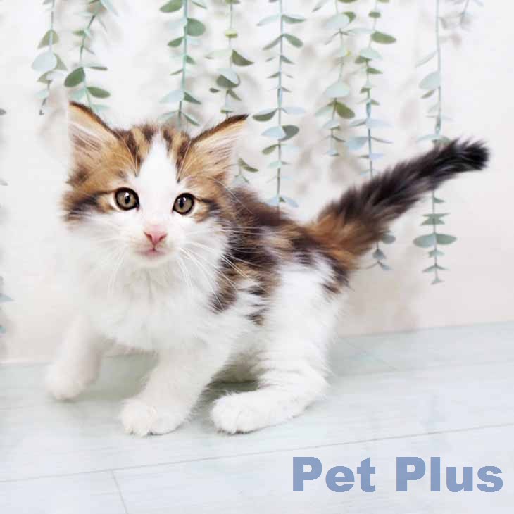 ノルウェージャンフォレストキャット