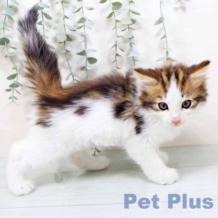 ノルウェージャンフォレストキャットの写真2