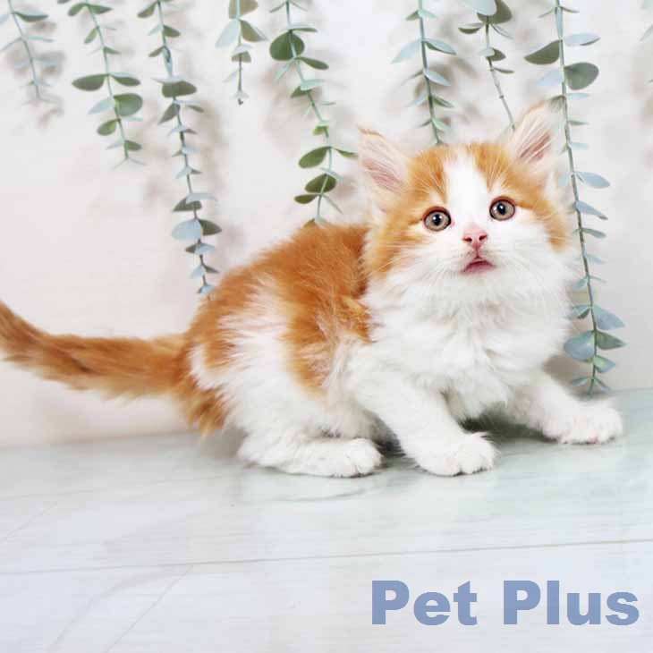 ノルウェージャンフォレストキャット