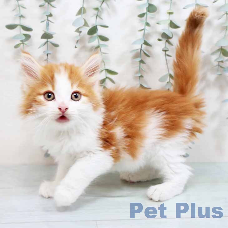 ノルウェージャンフォレストキャットの写真2