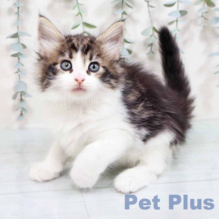 ノルウェージャンフォレストキャット