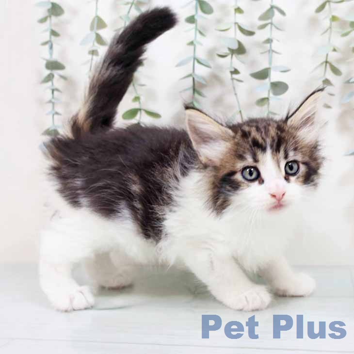ノルウェージャンフォレストキャットの写真2