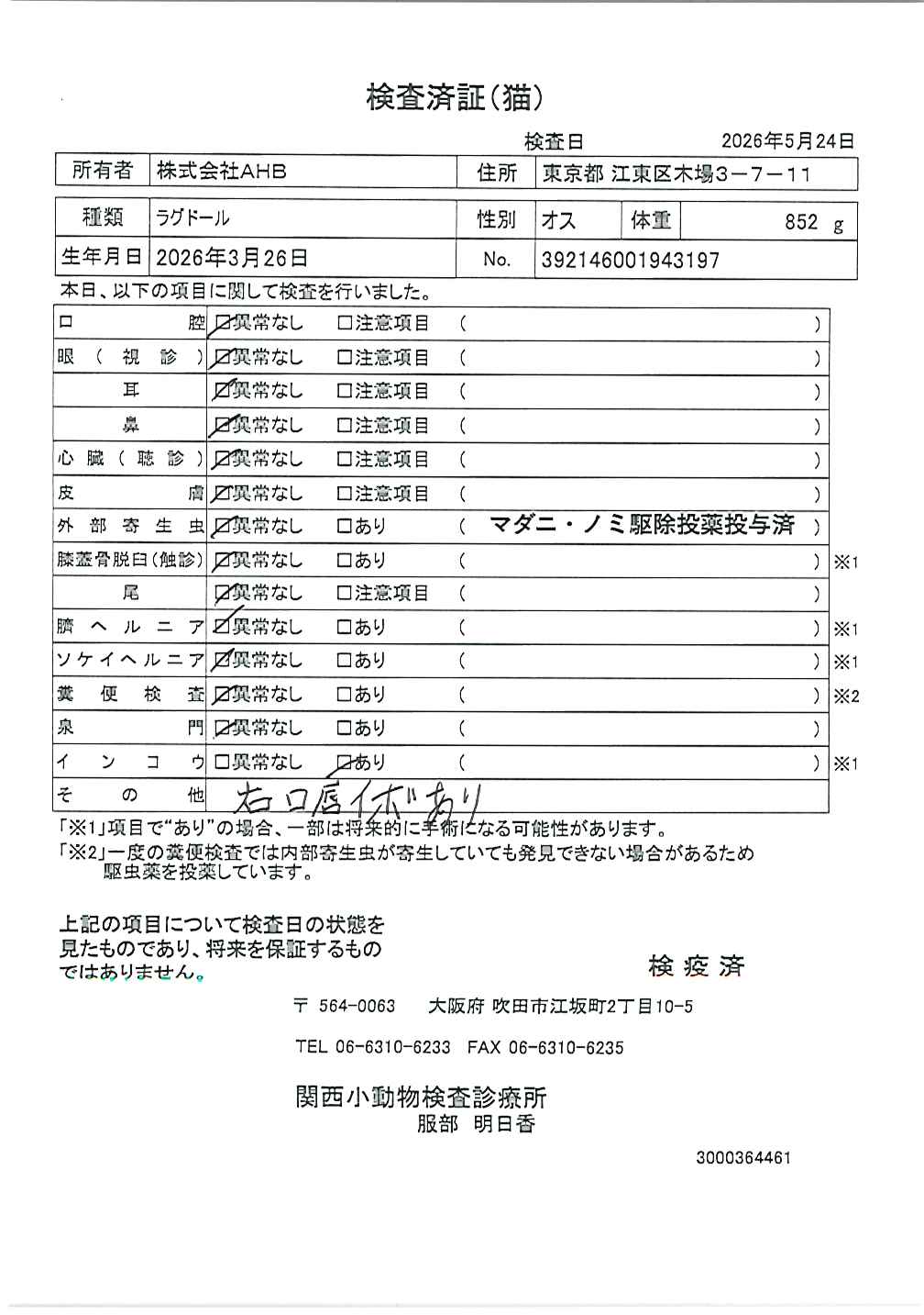 ラグドール