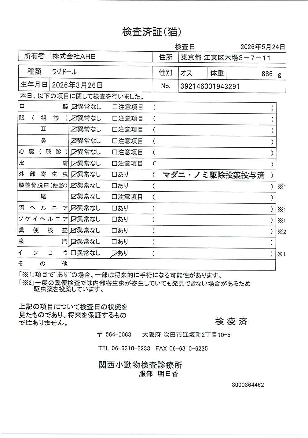 ラグドール