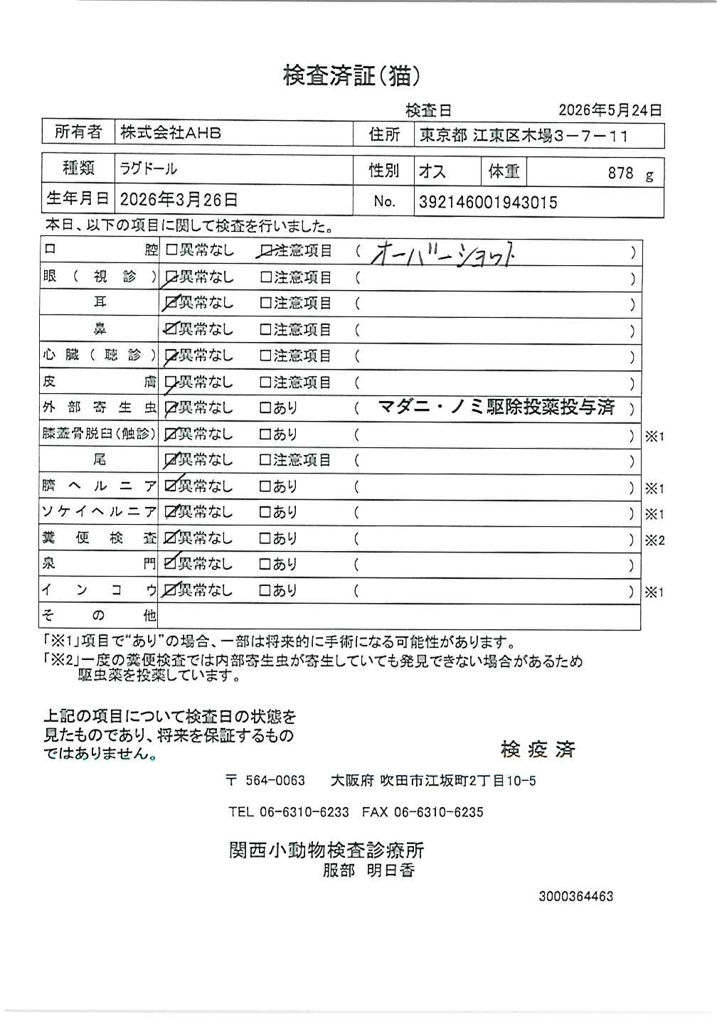 ラグドール