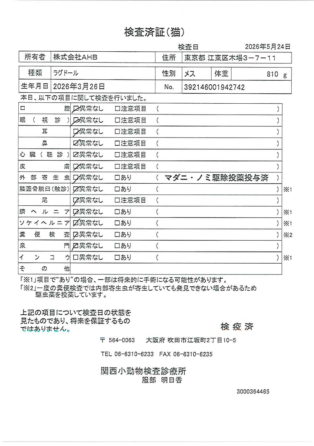 ラグドール