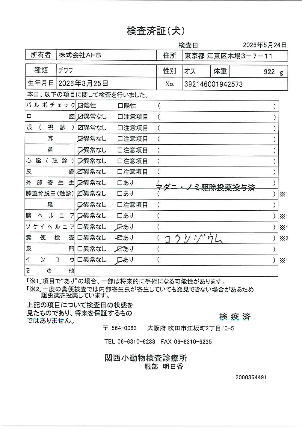 チワワ