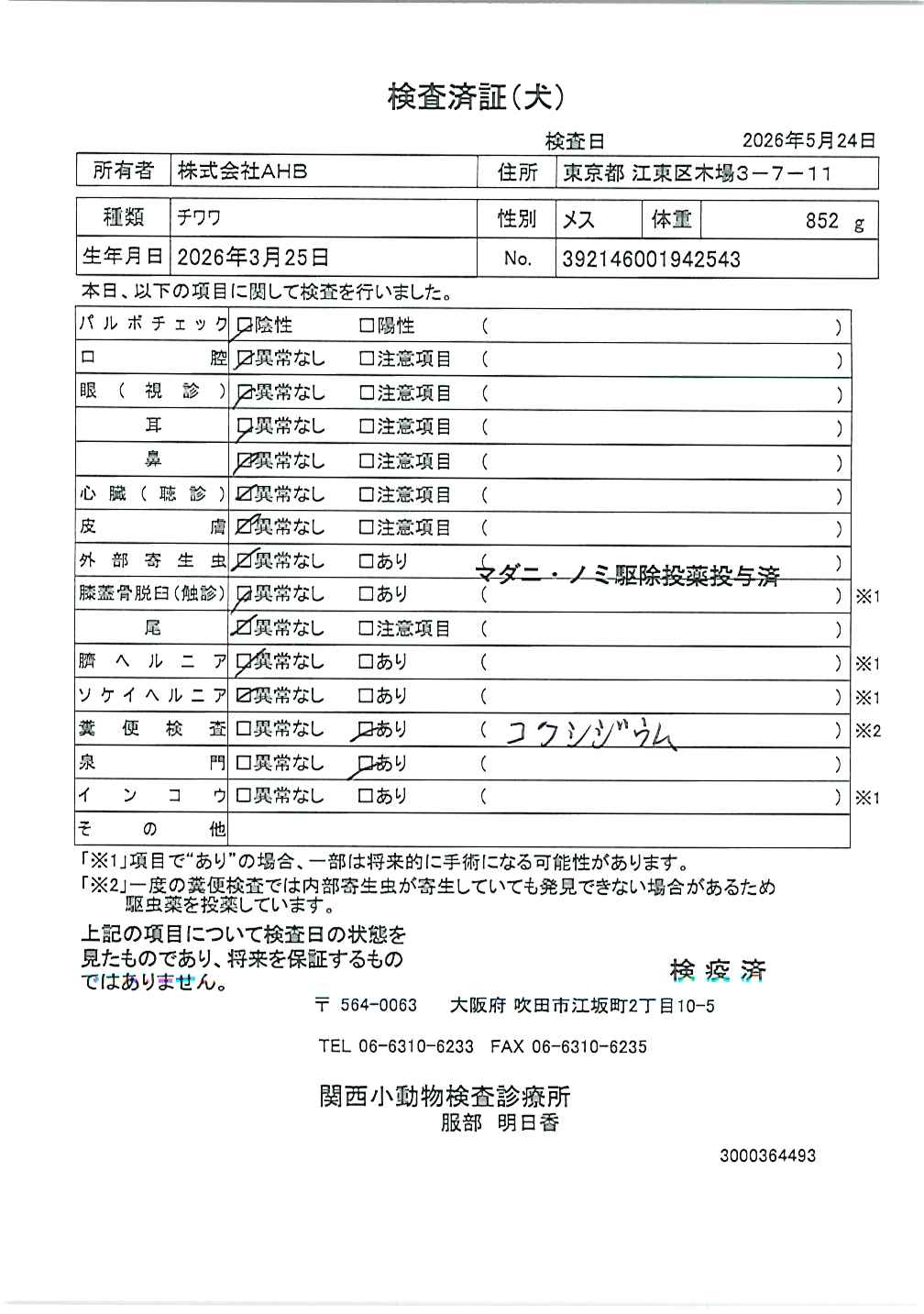 チワワ