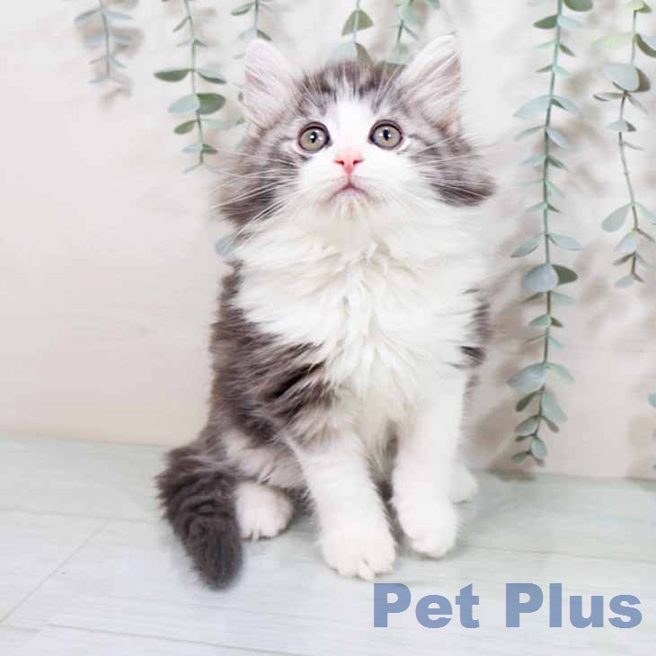 ノルウェージャンフォレストキャット