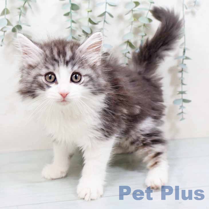 ノルウェージャンフォレストキャットの写真2