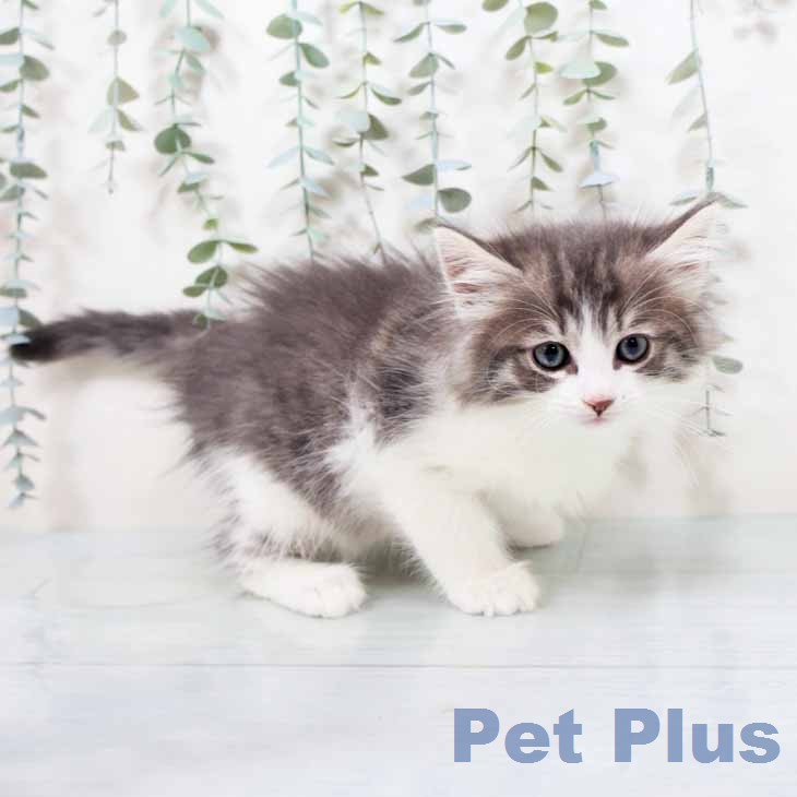 ノルウェージャンフォレストキャットの写真2