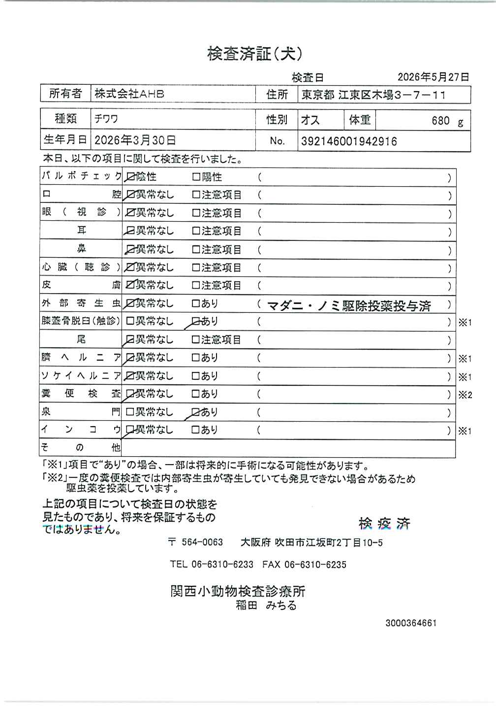 チワワ