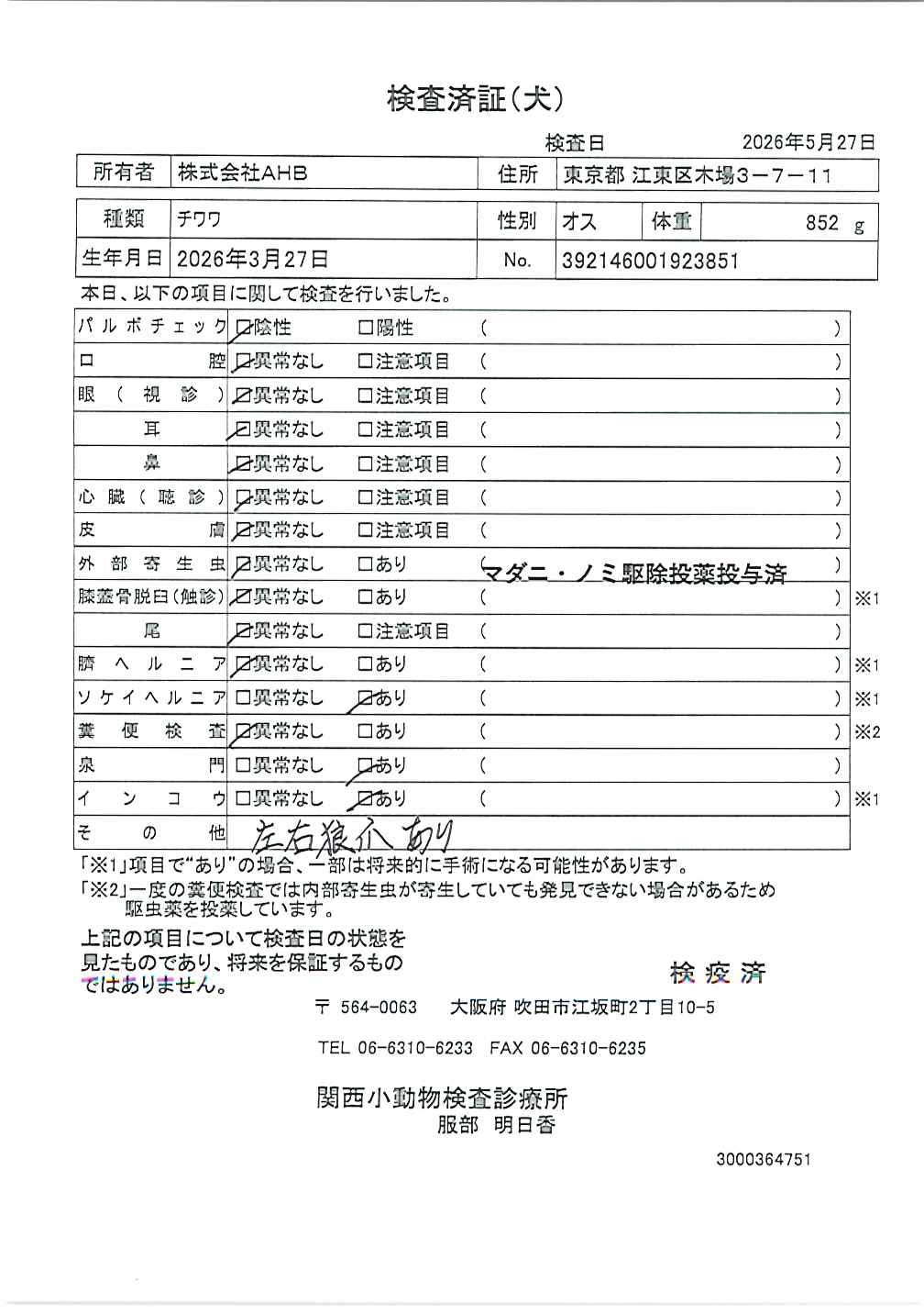 チワワ