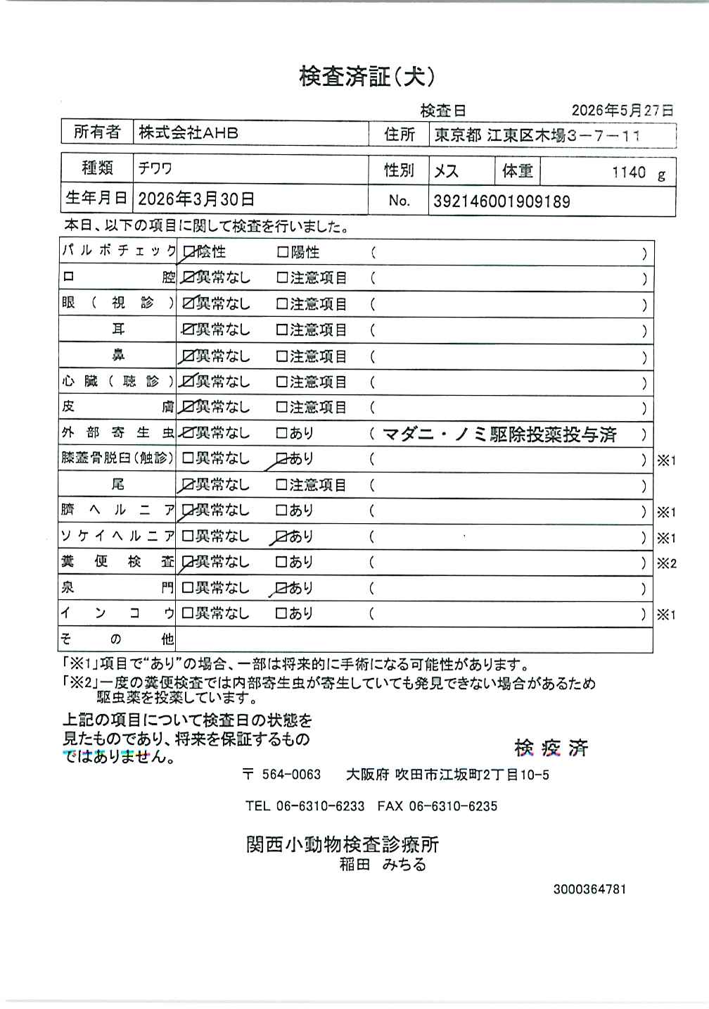 チワワ