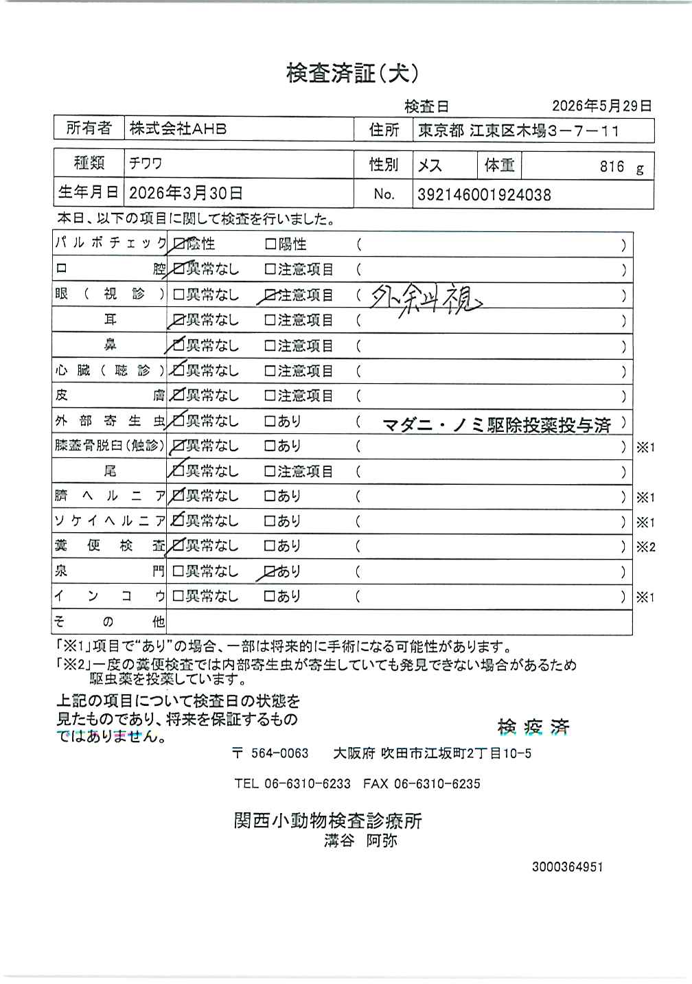 チワワ