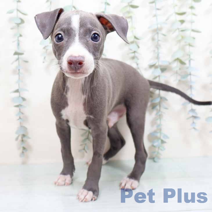 イタリアン・グレーハウンド