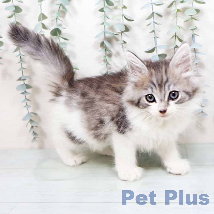 ノルウェージャンフォレストキャット