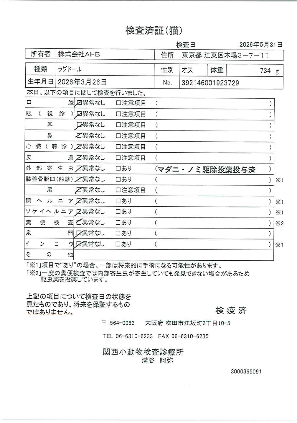 ラグドール