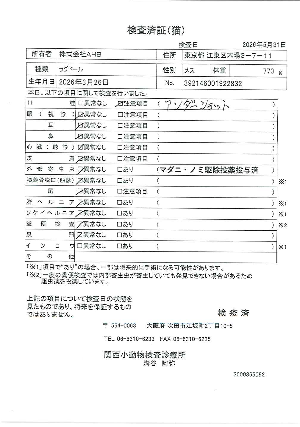 ラグドール