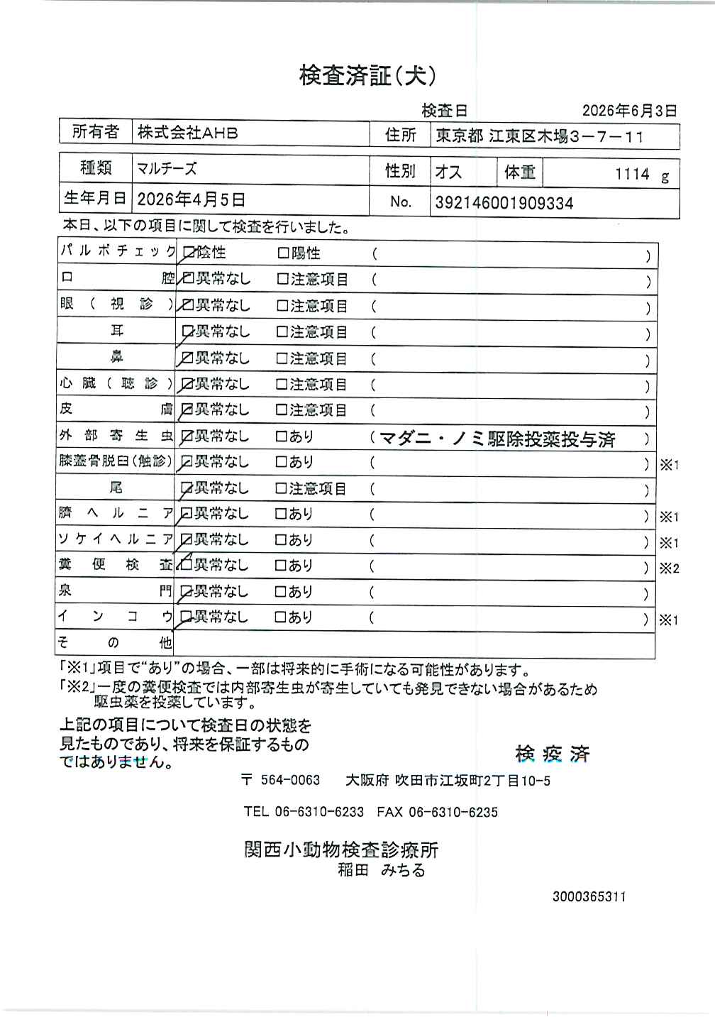 マルチーズ