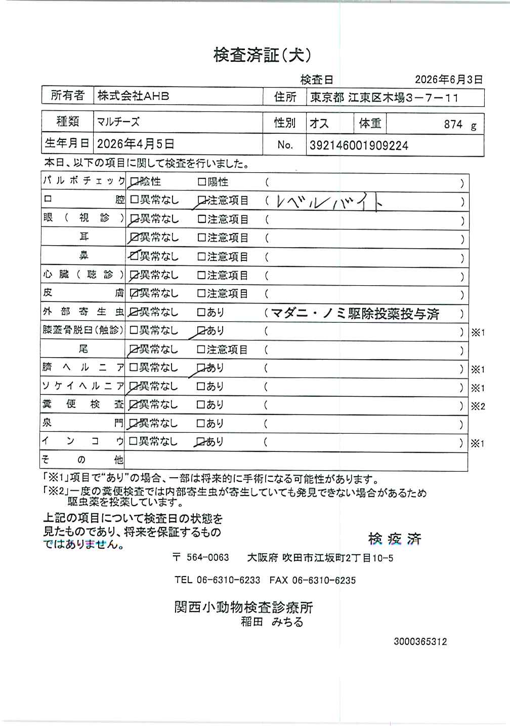 マルチーズ