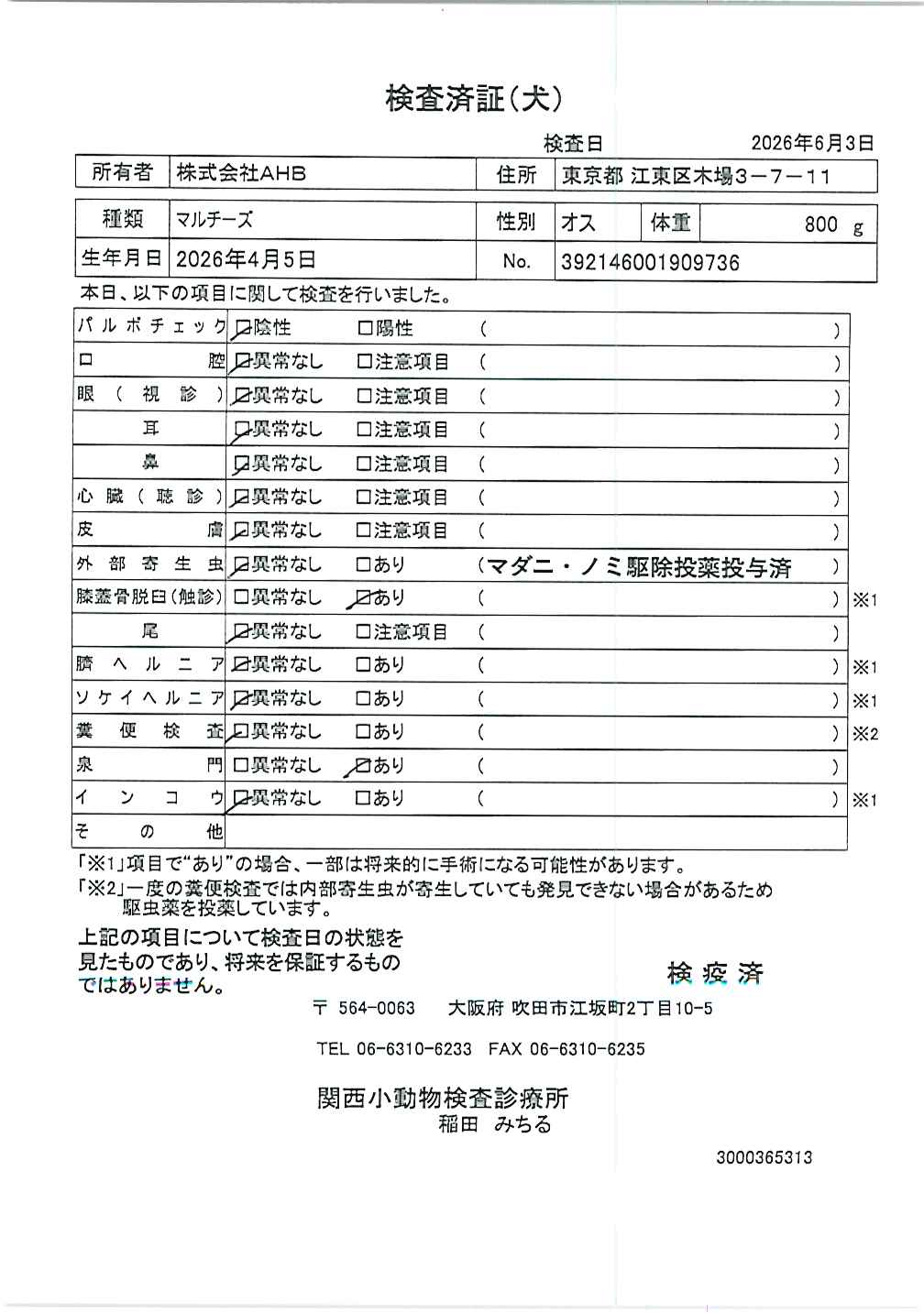 マルチーズ