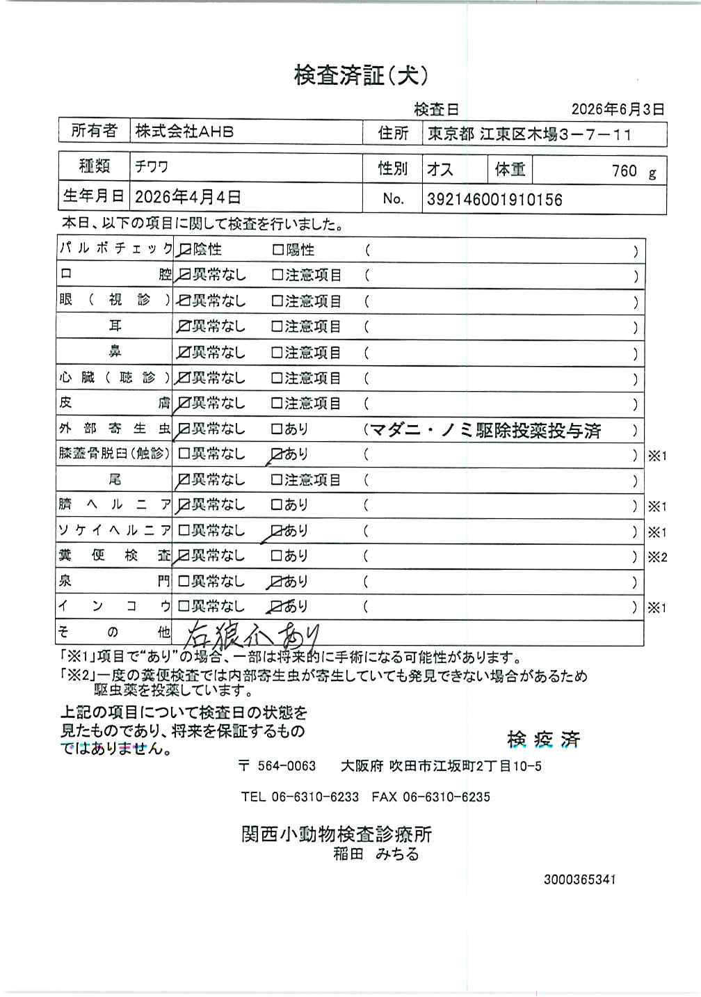 チワワ