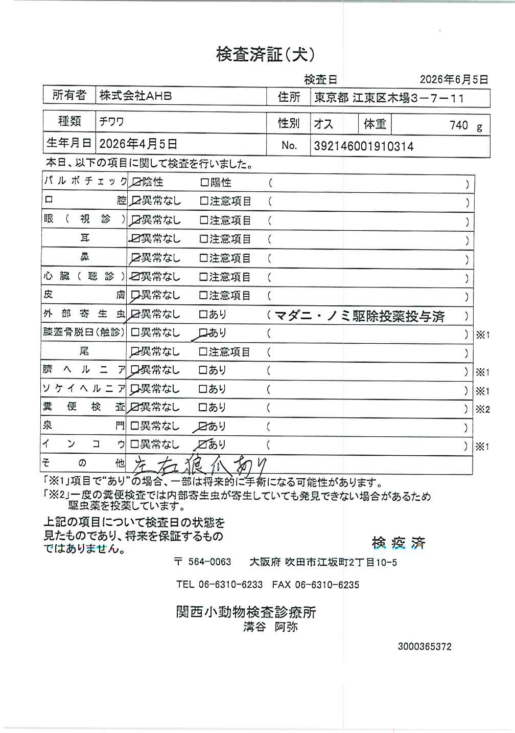 チワワ