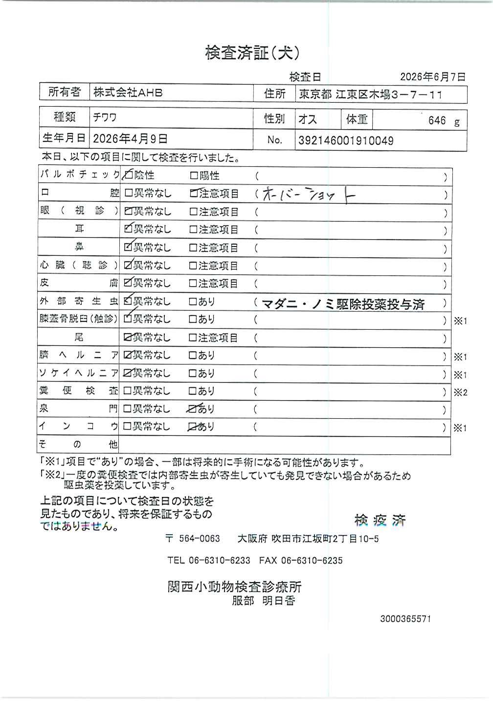 チワワ