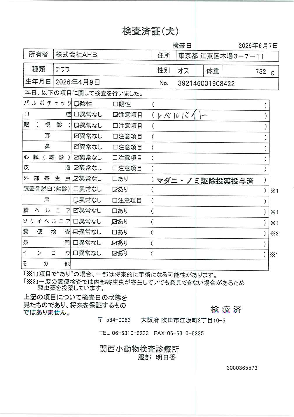 チワワ