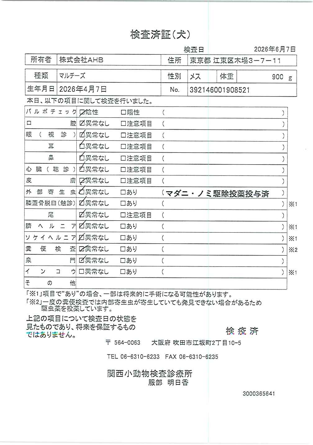 マルチーズ