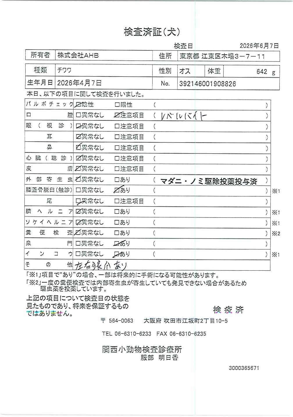 チワワ