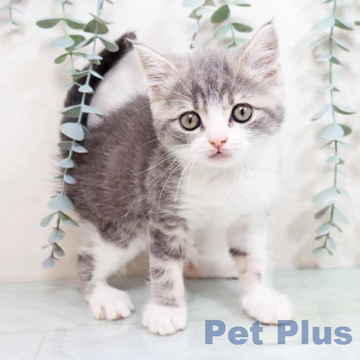 ブリティッシュショートヘア