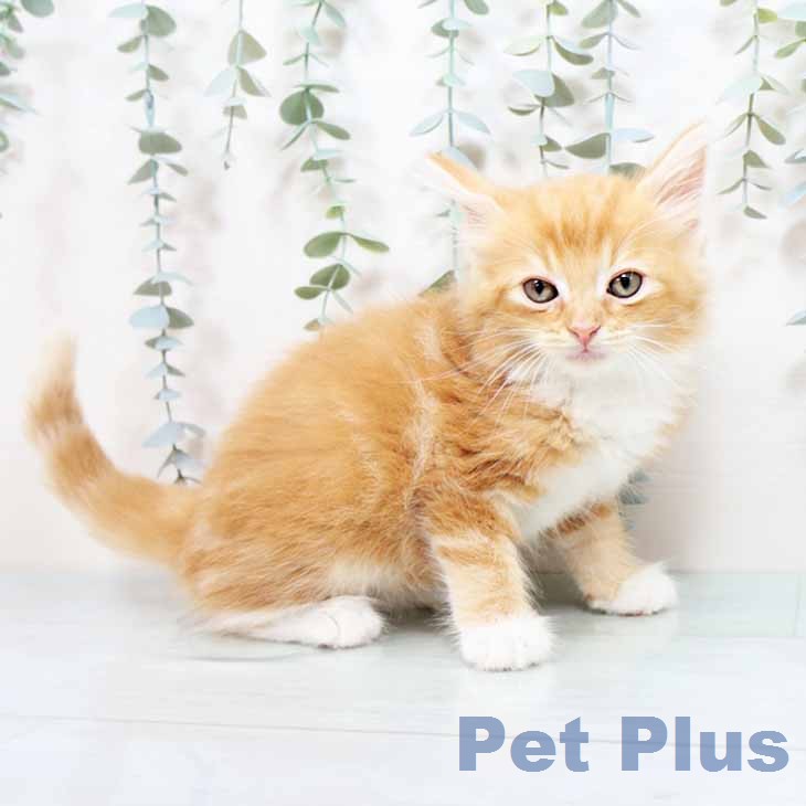ノルウェージャンフォレストキャット